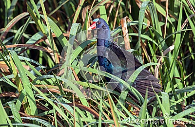 Purple Gallinule Porphyrio martinicus, Panama Stock Photo