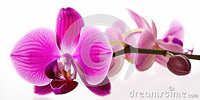 Purple garden orchid isolated on white background Stock Photo