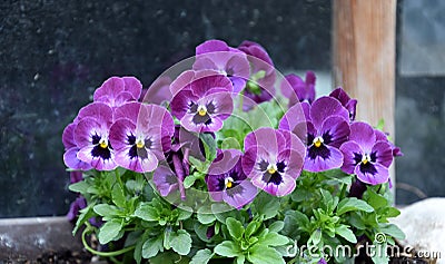 Purple garden pansies blooming Stock Photo