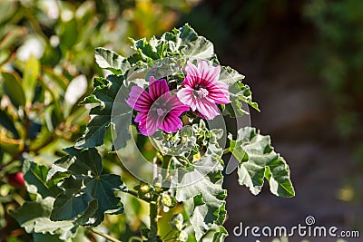 Purple geranium flower Stock Photo