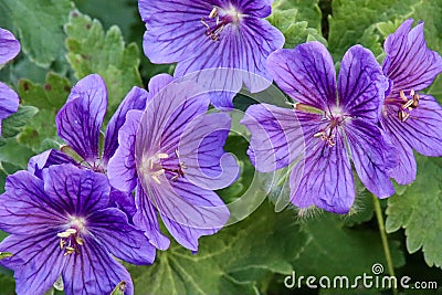 Purple geraniums in summer Stock Photo