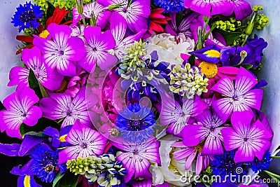 Purple Geraniums Blue Corn Flowers Iris Bouquet Stock Photo