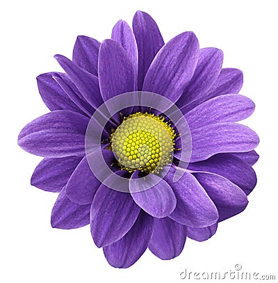 Purple gerbera flower. White isolated background with clipping path. Closeup. no shadows. For design. Stock Photo