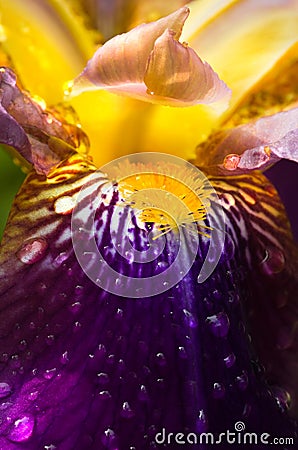 Purple German Iris or Iris germanica macro Stock Photo