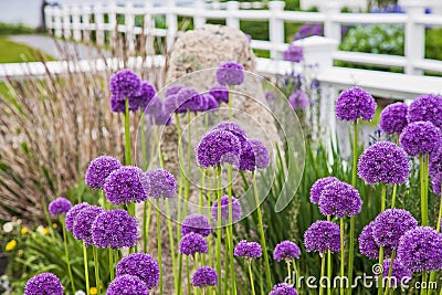 Purple Giant allium gladiator bloom by a fence in a spring garden Stock Photo