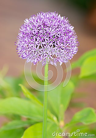 Purple Giant Onion flower Stock Photo