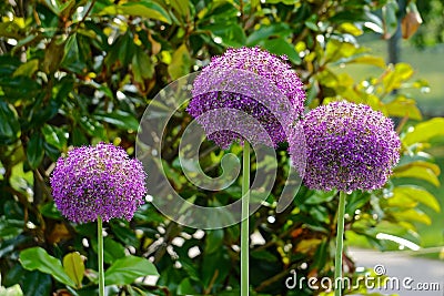 Purple giant onion flowers Stock Photo