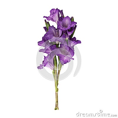 Close up a beautiful purple gladiolus flower stem Stock Photo