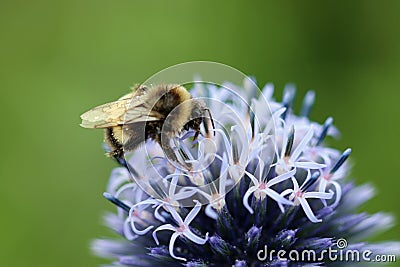 Purple globe thistle flower in close up with bumblebee Stock Photo