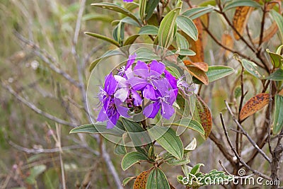 Purple glory flower, Tibouchina granulosa, Serra da Canastra, Brazil Stock Photo