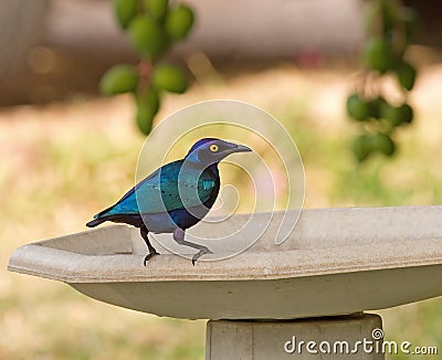 Purple Glossy Starling Stock Photo