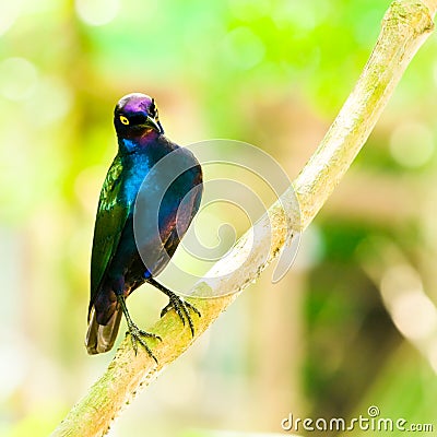 Purple Glossy Starling Stock Photo