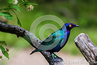 Purple glossy Starling Stock Photo