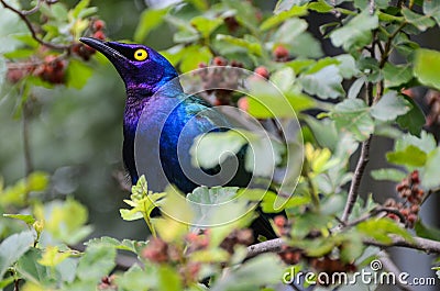 Purple glossy Starling Stock Photo