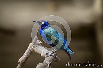 Purple glossy starling Stock Photo