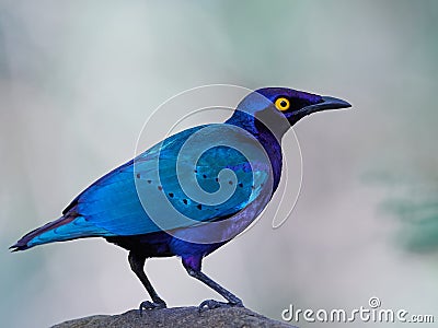 Purple glossy starling Lamprotornis purpureus Stock Photo