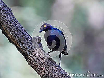 Purple glossy starling Lamprotornis purpureus Stock Photo