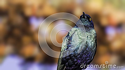 Purple glossy starling (Lamprotornis purpureus) Stock Photo