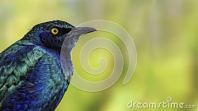 Purple glossy starling (Lamprotornis purpureus) Stock Photo