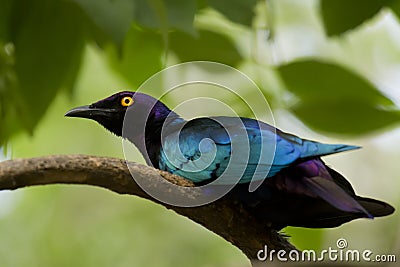 Purple Glossy Starling Stock Photo