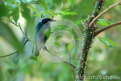 Purple glossy-starling Stock Photo