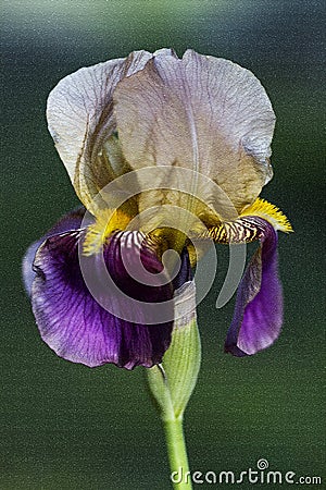 Purple Gold and Light tan Tall Bearded Iris Blossom Stock Photo