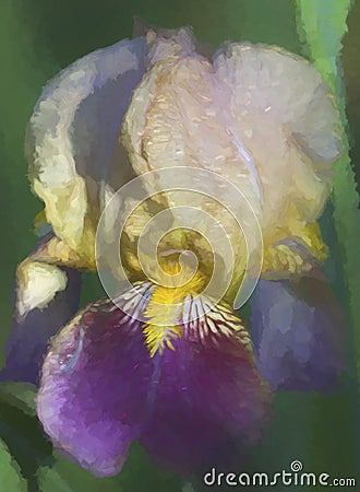 Purple Gold and Light tan Tall Bearded Iris Blossom Stock Photo