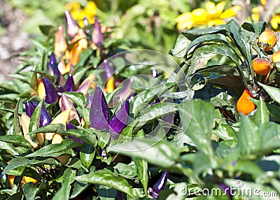 Purple and Gold Ornamental Peppers Stock Photo