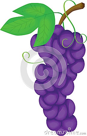 Grape Vector Illustration