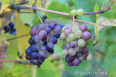 Purple grapes in a vineyard in Luxembourg Stock Photo