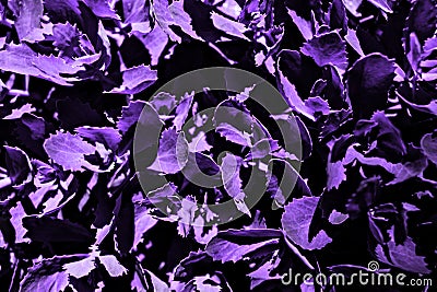 Purple grass with large sheets Stock Photo