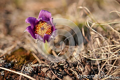 Purple greater pasque flower - Pulsatilla grandis - growing in dry grass, close up detail on yellow head center Stock Photo