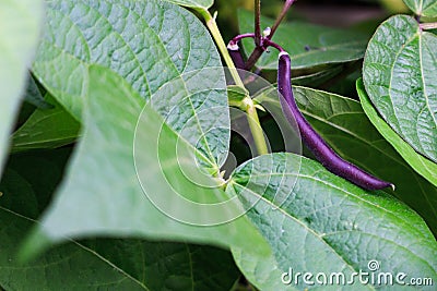 A purple green bean amongst the leaves Stock Photo