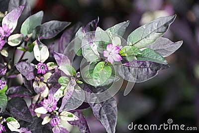 Purple and green colored leaves of Ornamental Pepper 'Purple Flash' Stock Photo