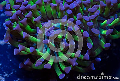 Purple and Green Hammer Coral Stock Photo