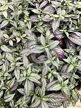 Purple and Green Leaf Garden Foliage Stock Photo