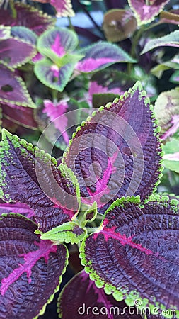 purple green leaf texture of ornamental plants that shows their uniqueness in the plantation in the morning Stock Photo