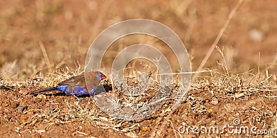 A Purple Grenadier on the ground Stock Photo