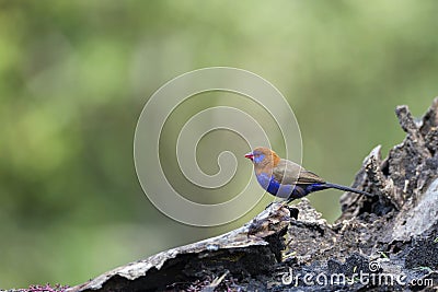 Purple Grenadier, Uraeginthus ianthinogaster at Masaimara Stock Photo