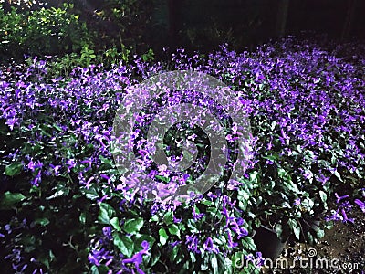 The purple group of flower arriving in night Stock Photo