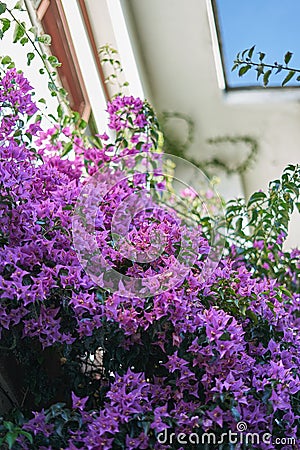 Purple group of flowers dicotyledoneae Stock Photo