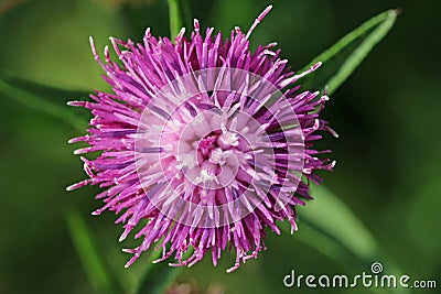 Purple hardhead flower in close up Stock Photo