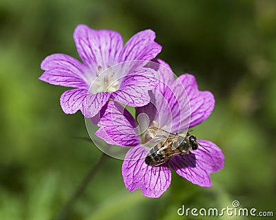Purple Hardy Geranium & Honey Bee Stock Photo