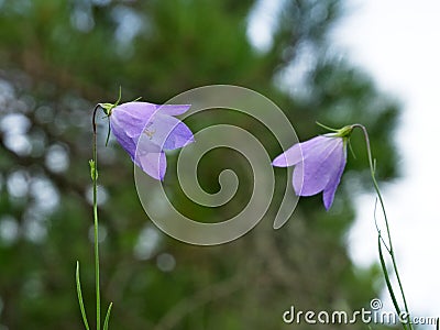 Purple Harebell Flowers, Campanula rotundifolia, closeup, selective focus. Stock Photo