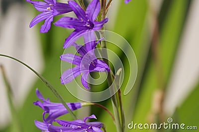 Purple harebell Stock Photo