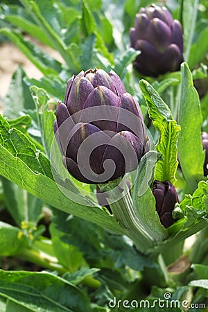 Purple headed globe artichoke Stock Photo