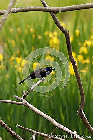 Grackle perched on a branch. Stock Photo