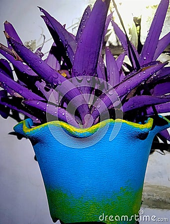 Purple heart plant. Boat lili plant pink flower plant purple colour plant vase baigani colour plant Stock Photo