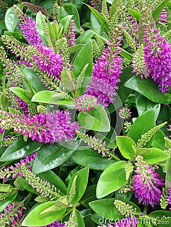 Purple Hebe Addenda flowers commonly known as Shrubby Veronica`s Stock Photo