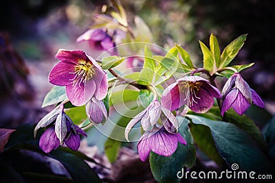 Purple hellebore flower Stock Photo